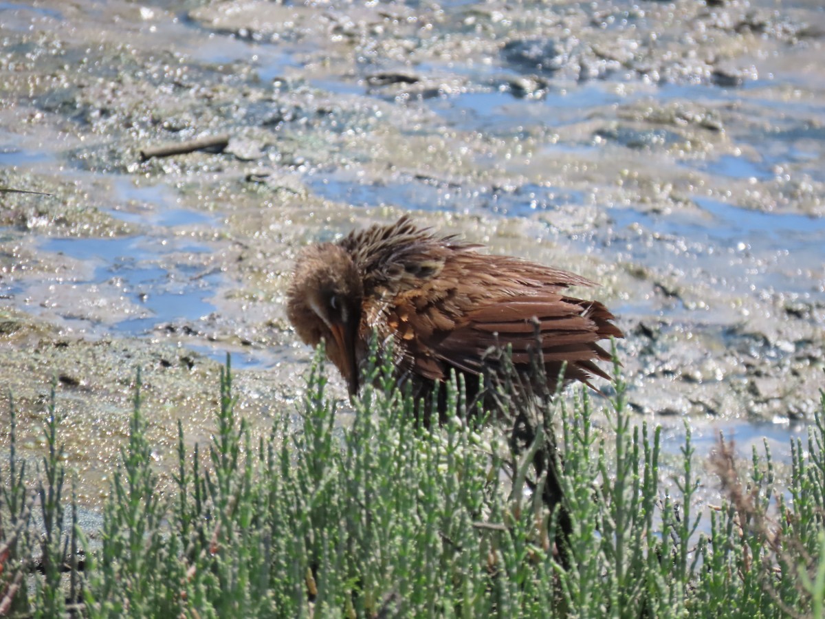 Ridgway's Rail (Light-footed) - ML620677432