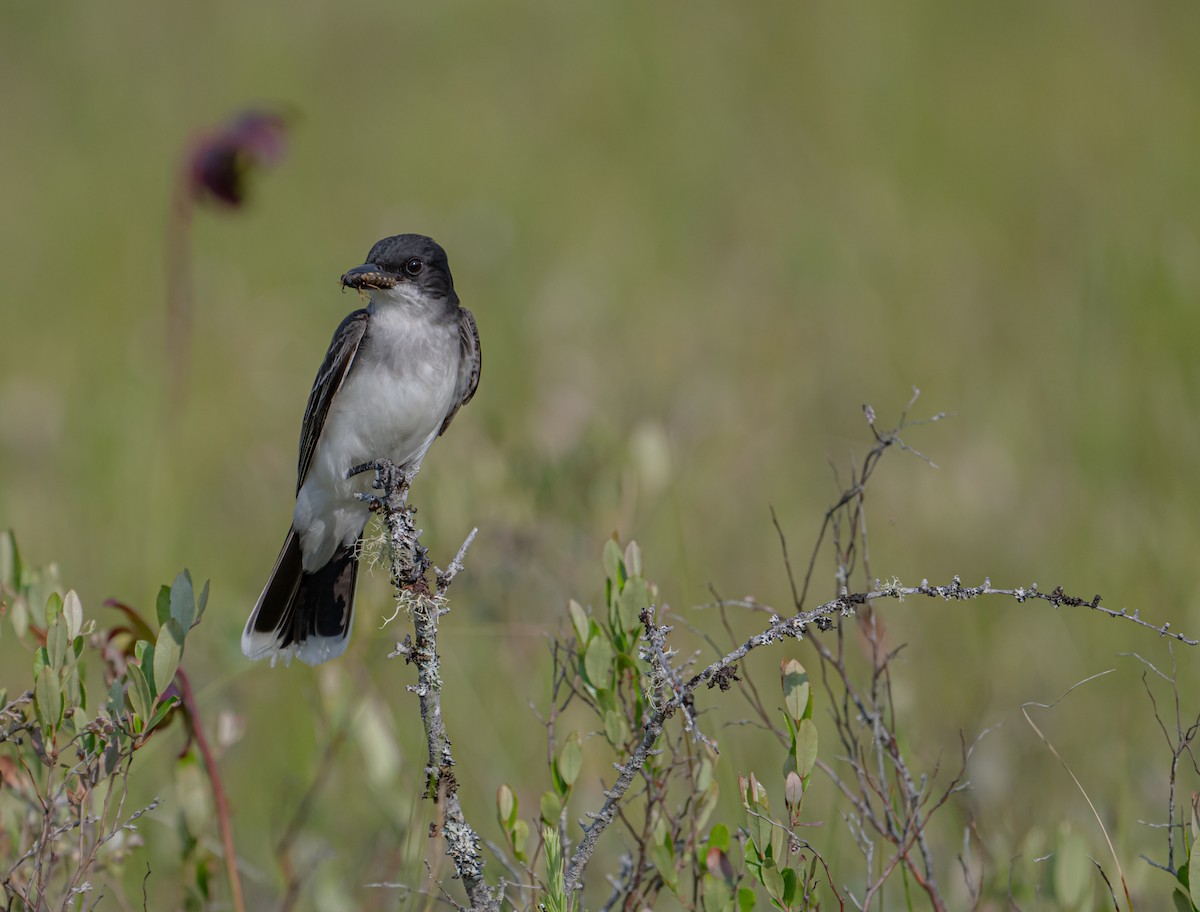 Eastern Kingbird - ML620677456