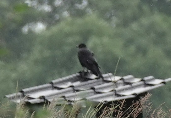 Common Raven - ML620677459