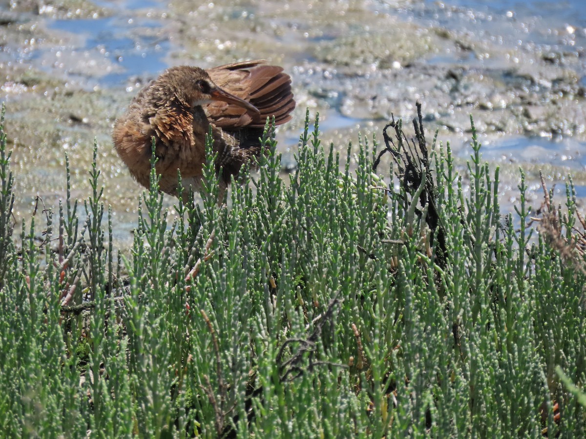 Ridgway's Rail (Light-footed) - ML620677460