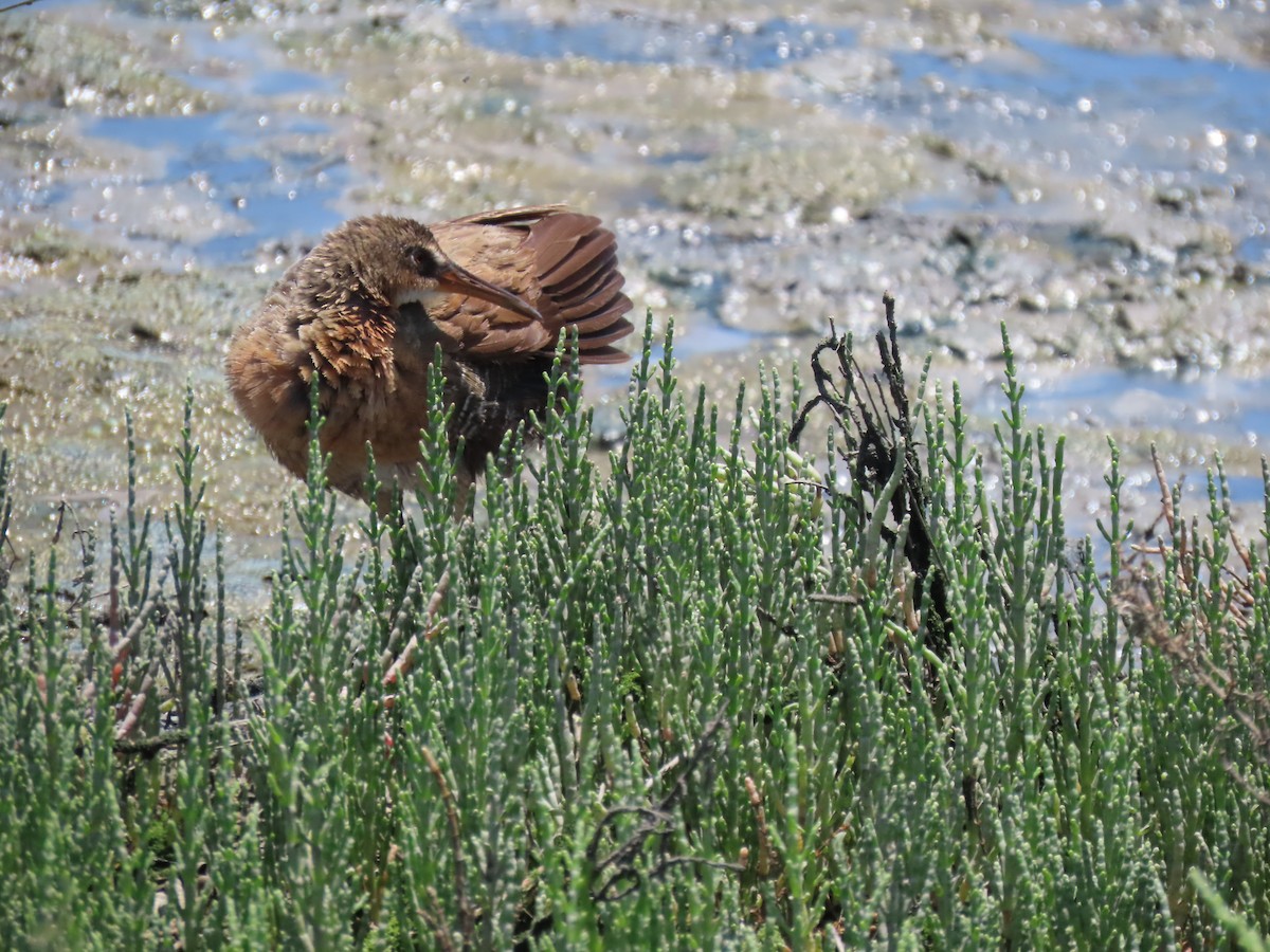 Ridgway's Rail (Light-footed) - Charley Herzfeld