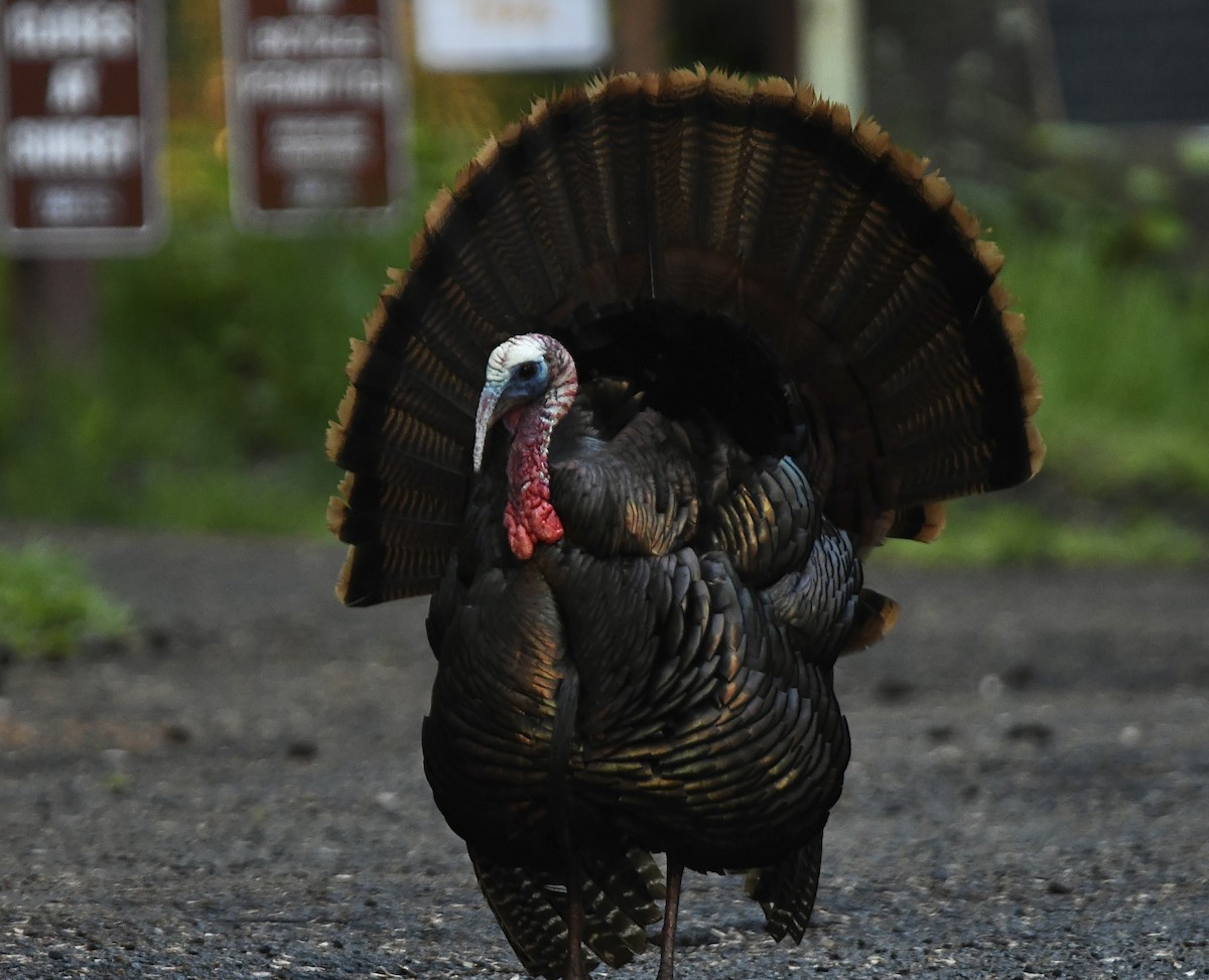 Guajolote Gallipavo - ML620677470