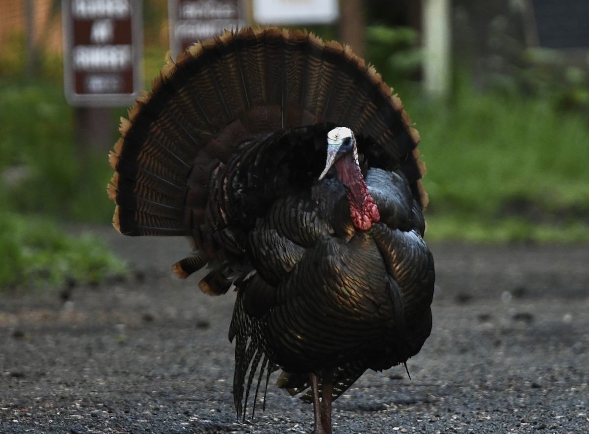 Wild Turkey - ML620677471