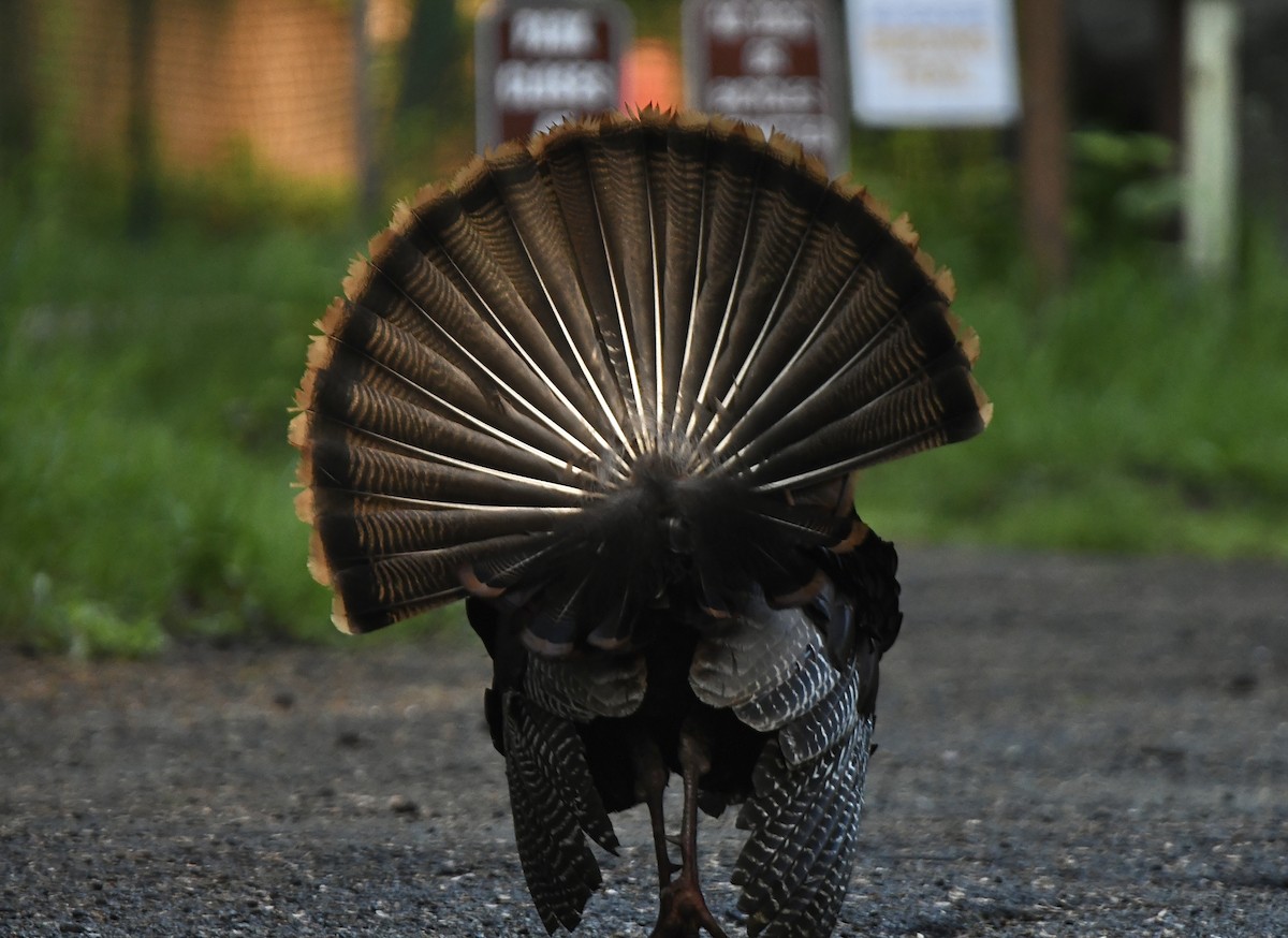 Wild Turkey - ML620677472