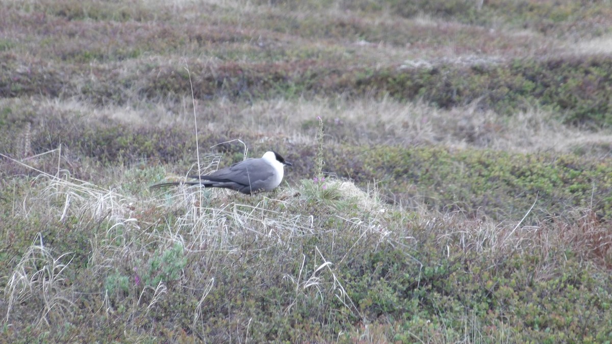 Long-tailed Jaeger - Martin Selzer