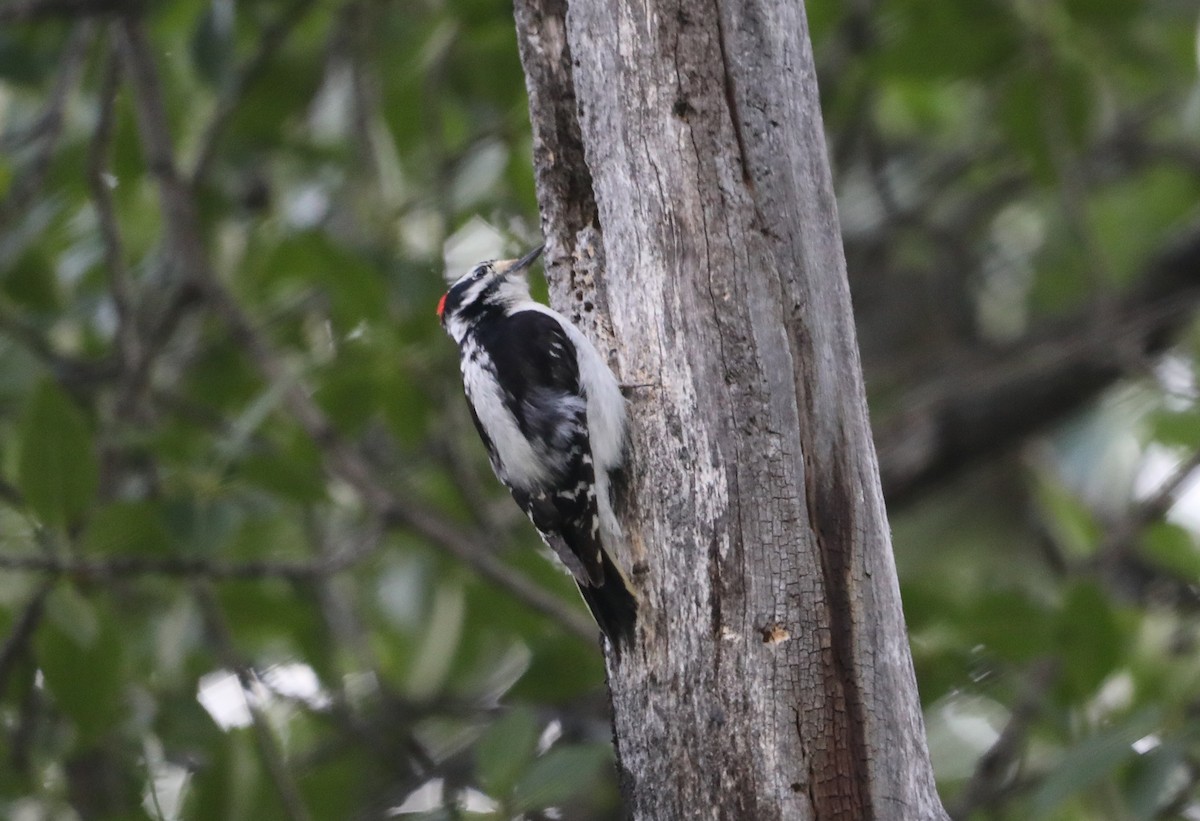 Downy Woodpecker - ML620677476