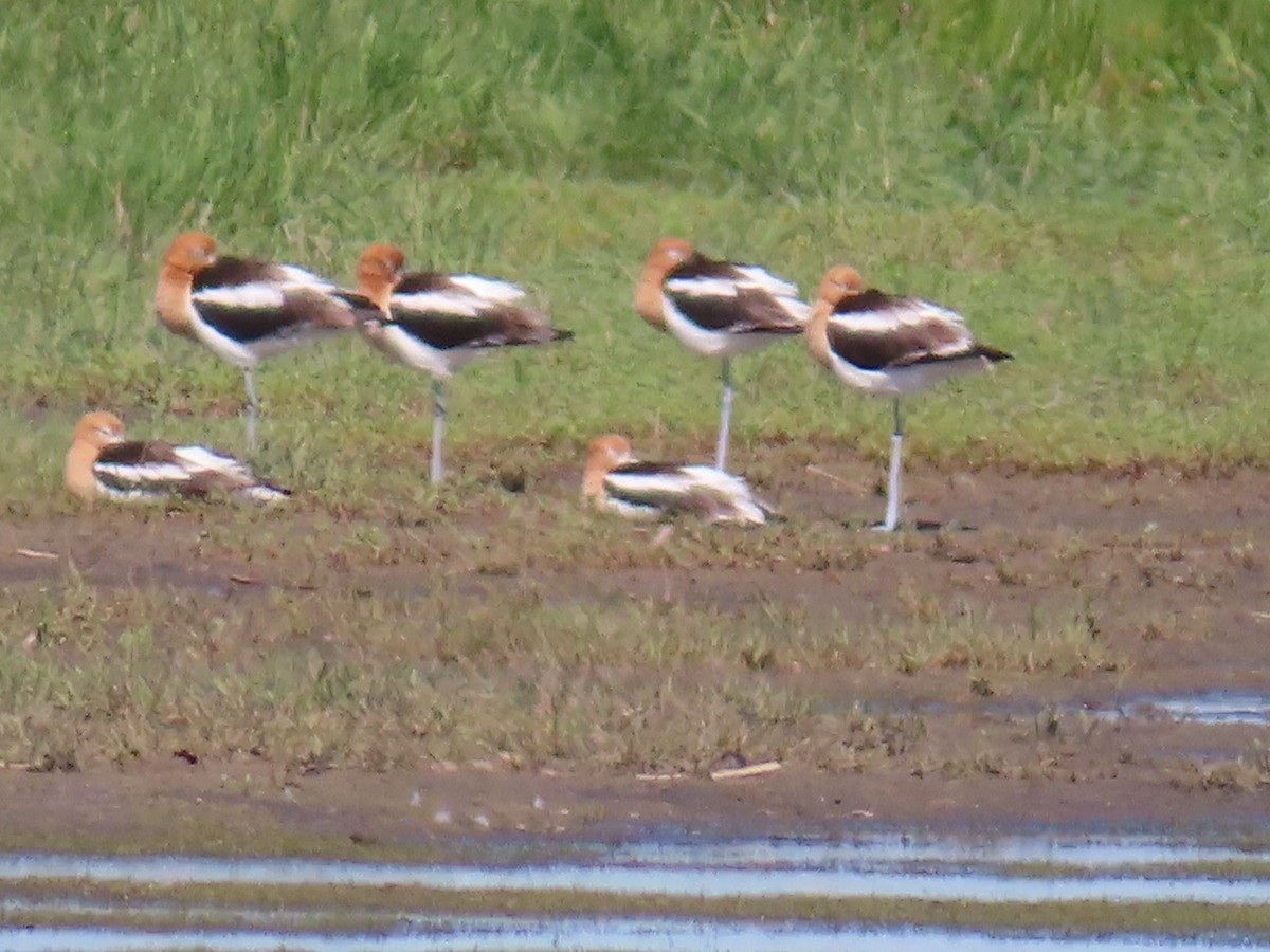 American Avocet - ML620677480