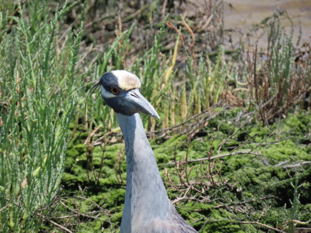 Yellow-crowned Night Heron - ML620677486