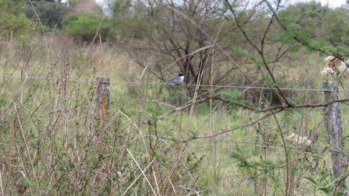 Black-capped Warbling Finch - ML620677488