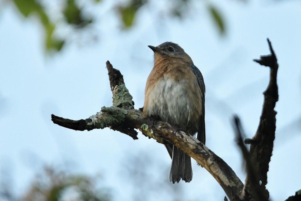 Eastern Bluebird (Eastern) - ML620677492