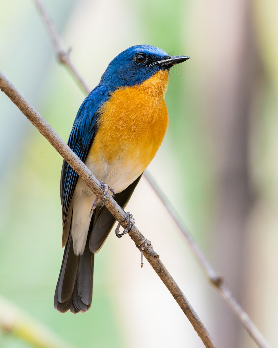 Tickell's Blue Flycatcher - ML620677494