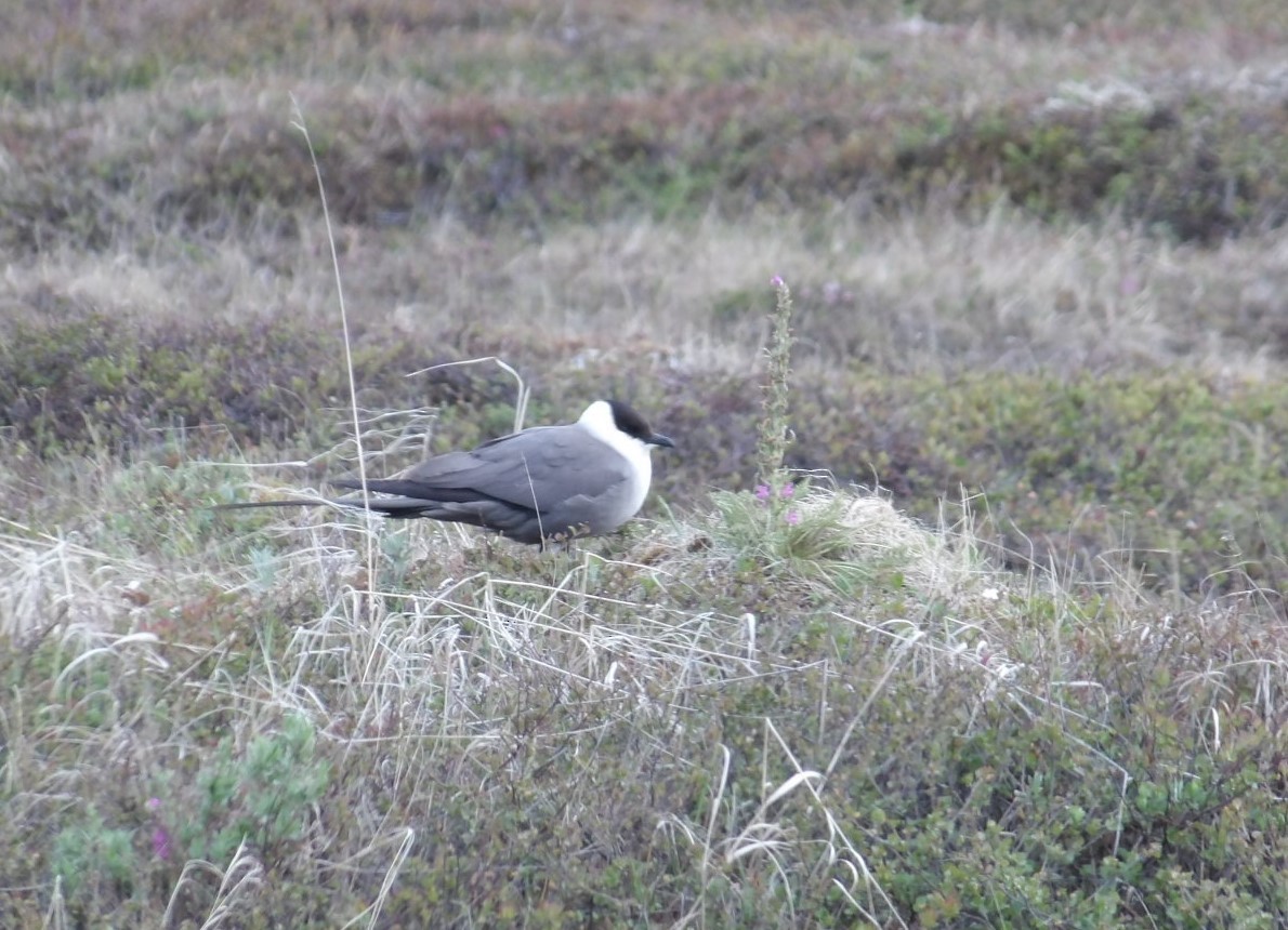 Long-tailed Jaeger - ML620677495