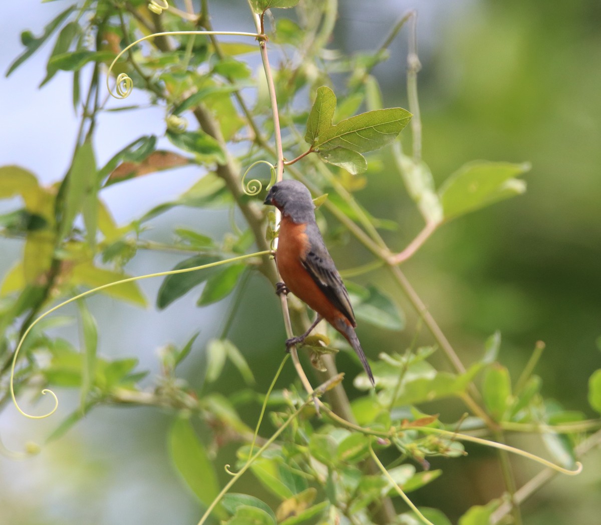 Ruddy-breasted Seedeater - Melvin Bonilla