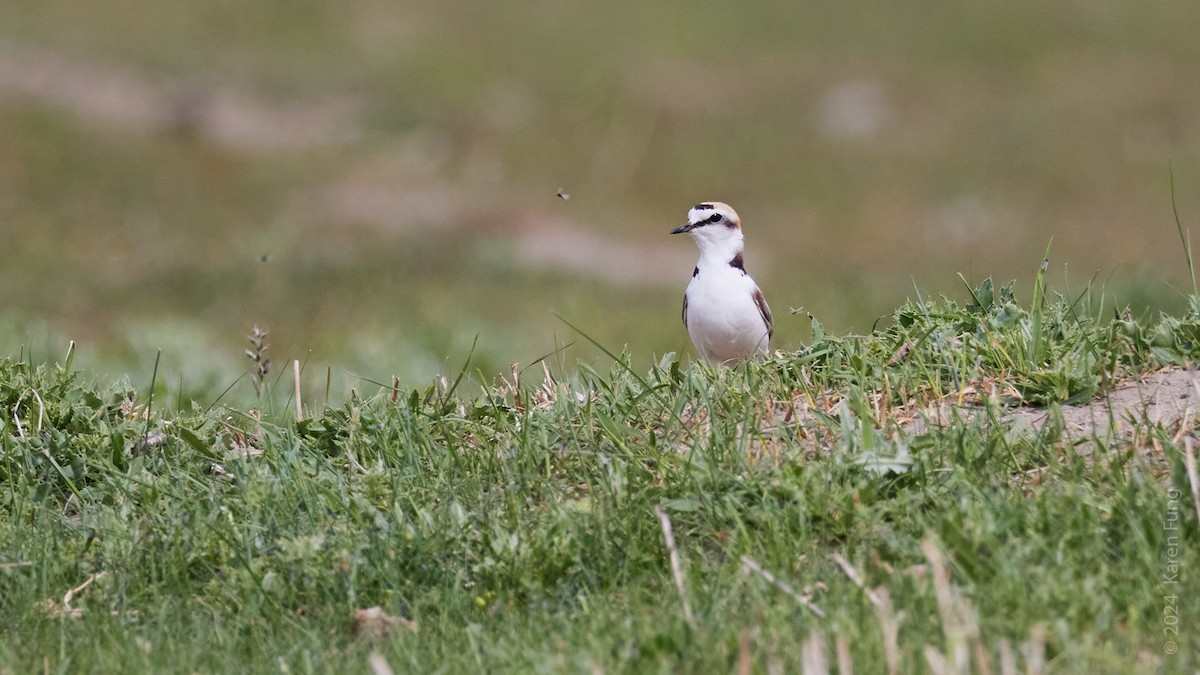 Kentish Plover - ML620677498