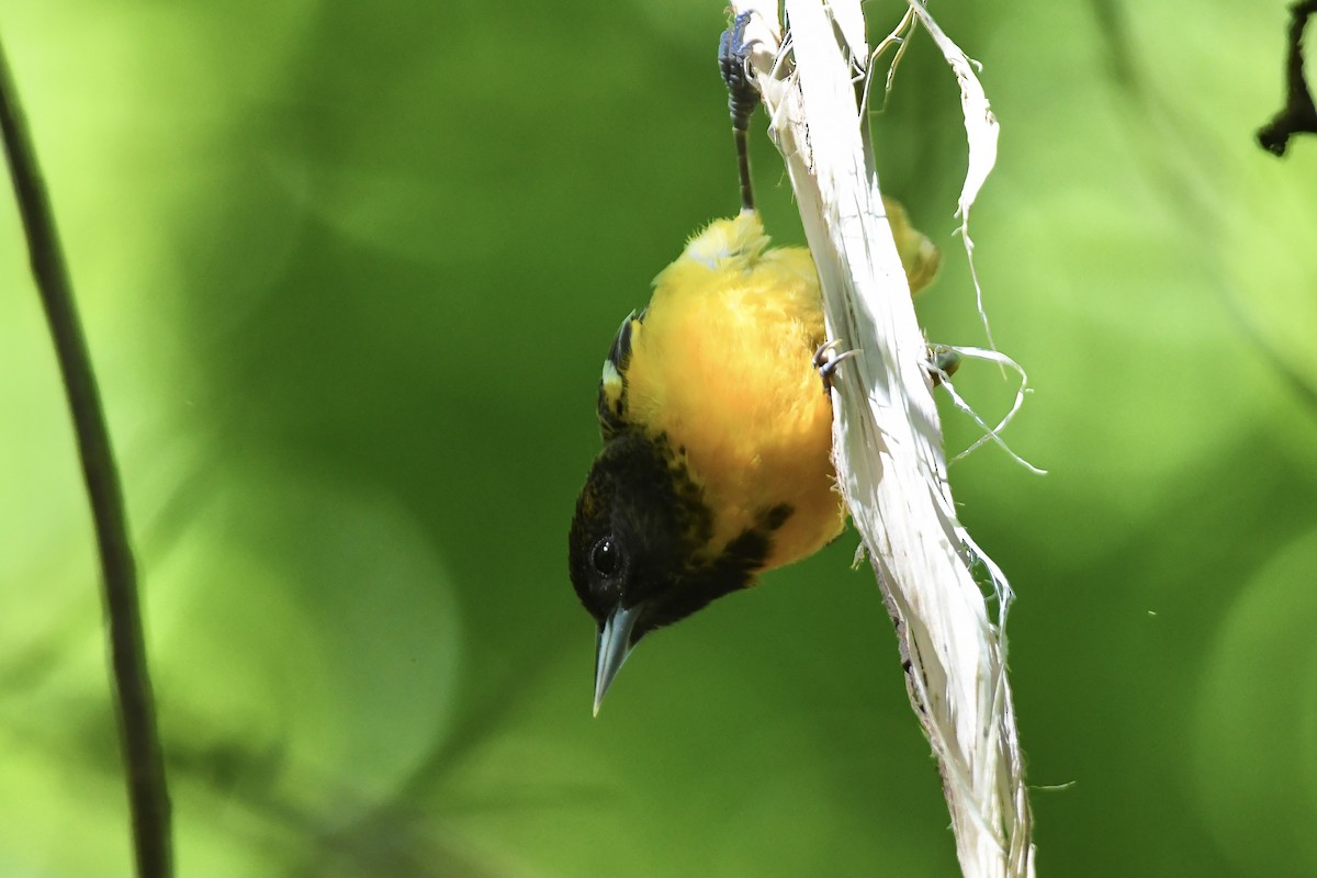 Baltimore Oriole - Julien Amsellem