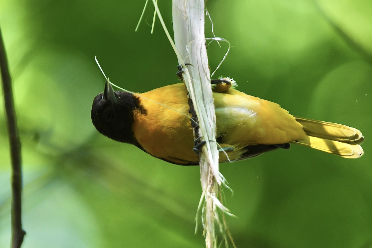 Baltimore Oriole - Julien Amsellem