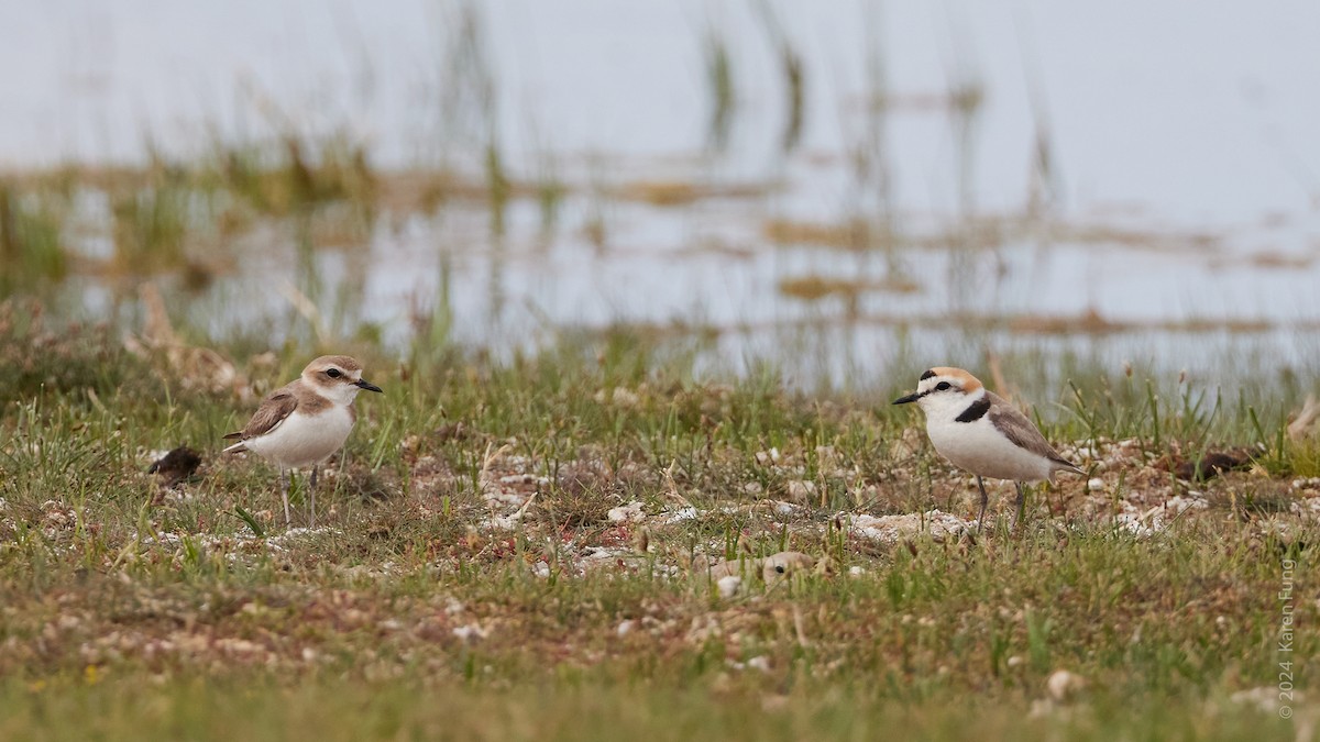 Kentish Plover - Karen Fung