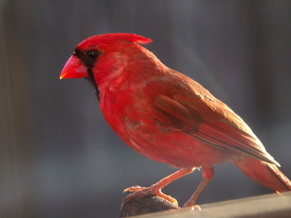 Northern Cardinal - Texas Bird Family