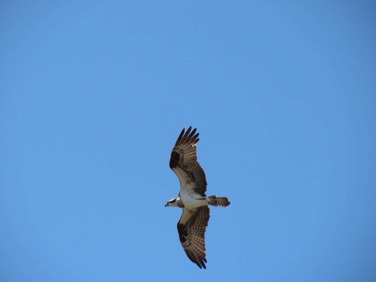 Águila Pescadora - ML620677511