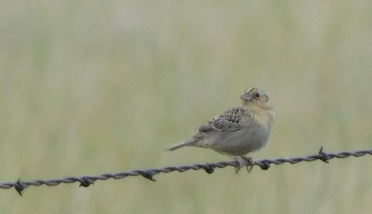 Grasshopper Sparrow - ML620677514