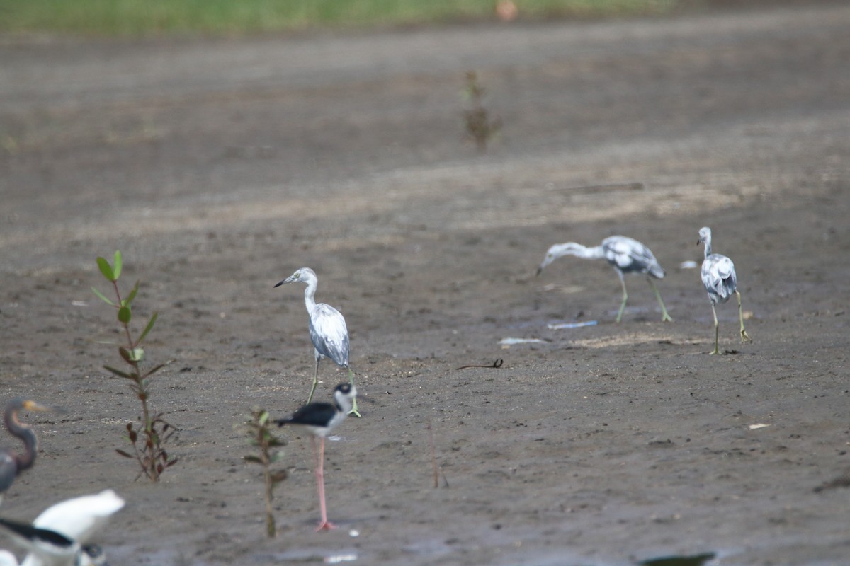 Little Blue Heron - ML620677520