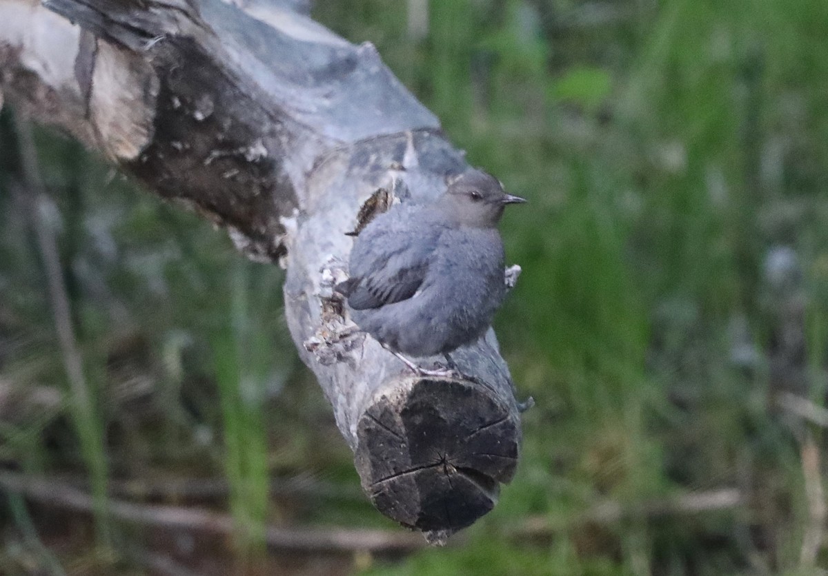 American Dipper - ML620677523