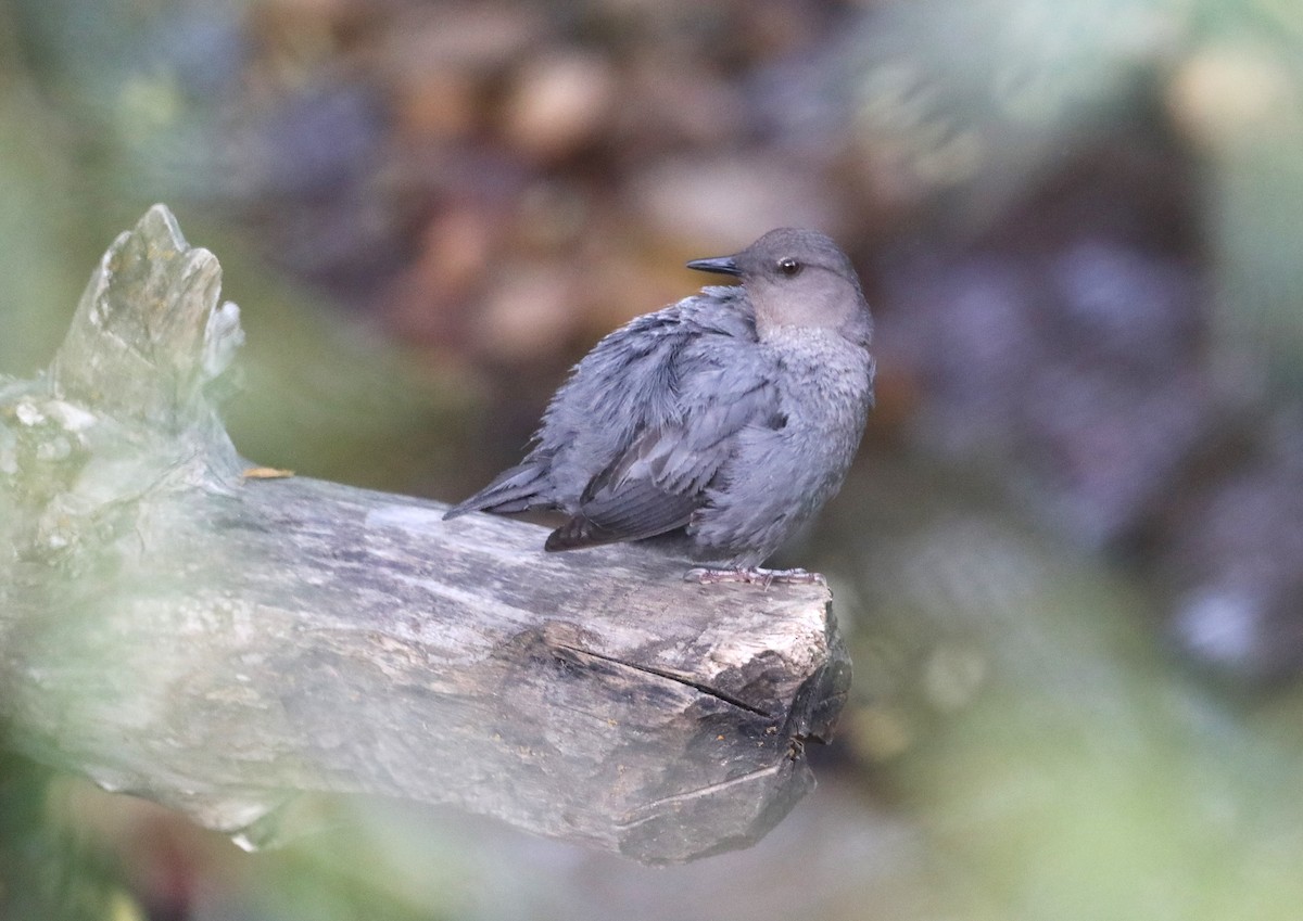 American Dipper - ML620677524