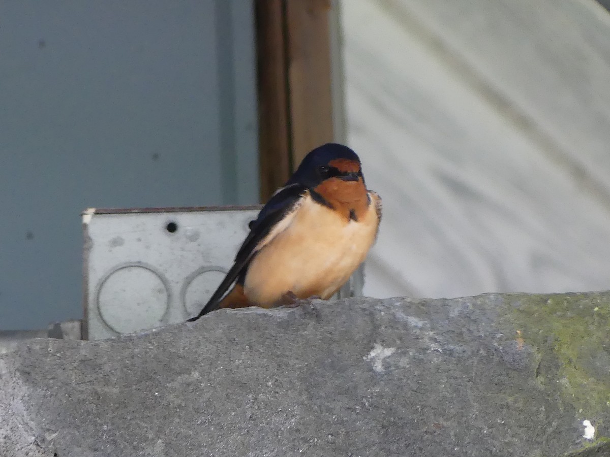 Barn Swallow - Gus van Vliet