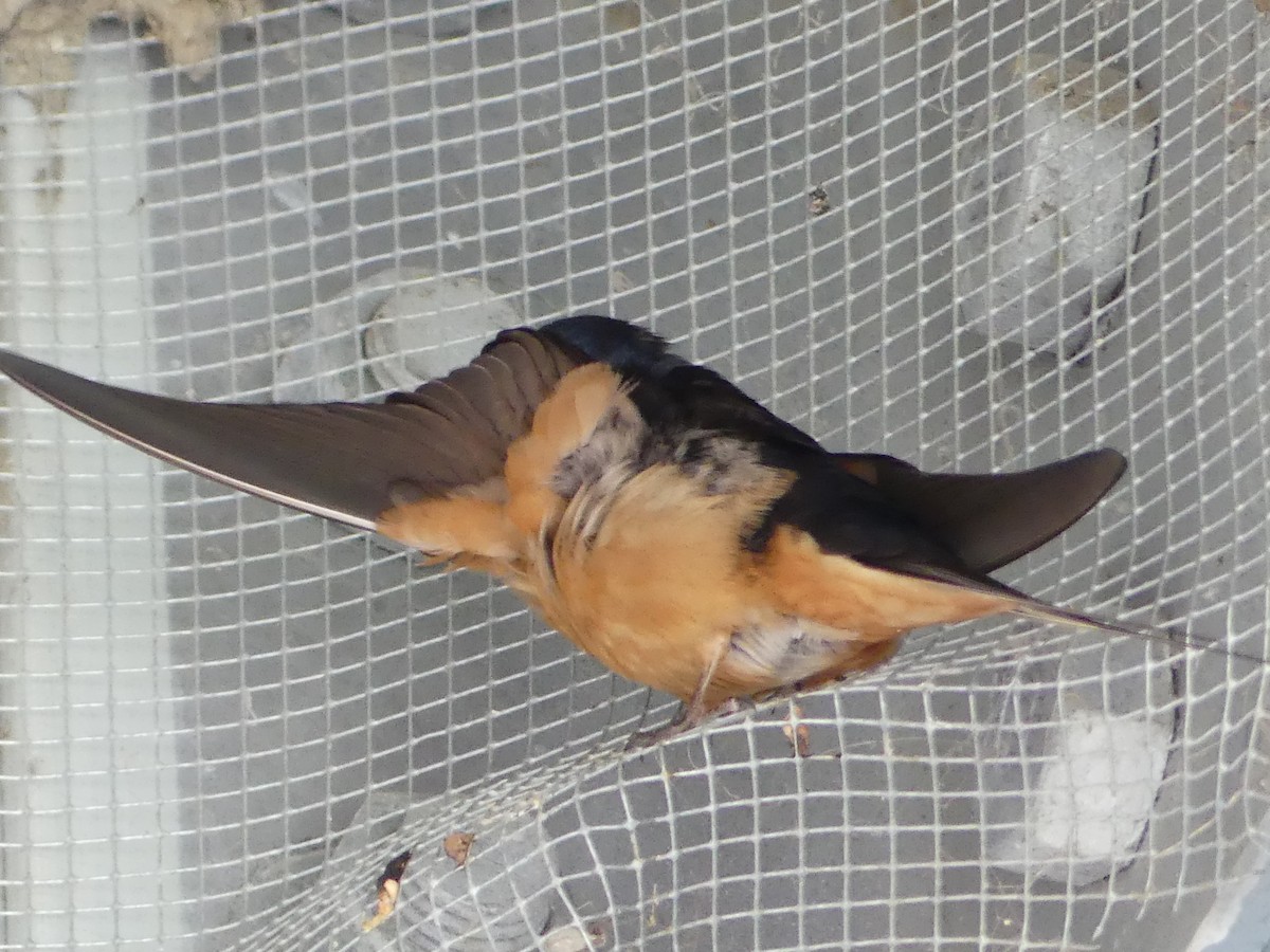 Barn Swallow - ML620677532