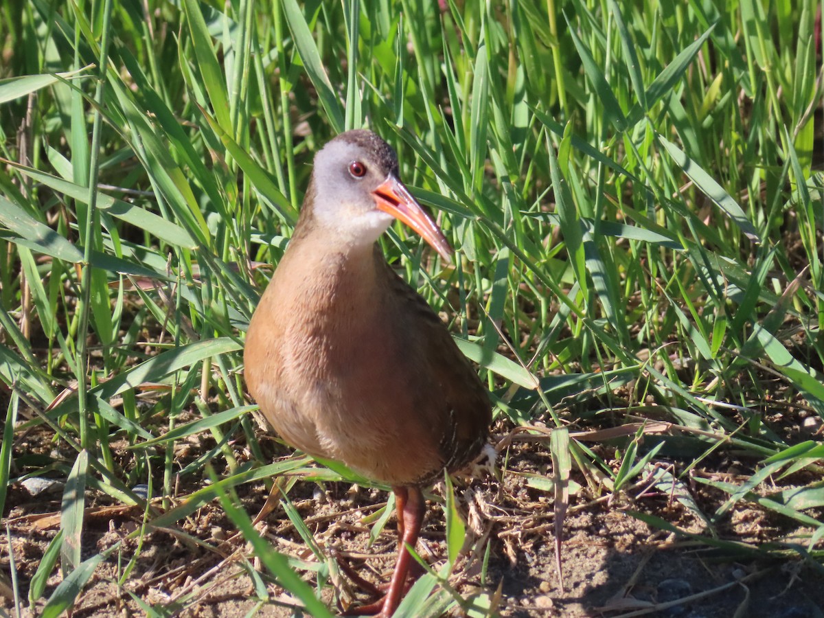 Virginia Rail - ML620677545