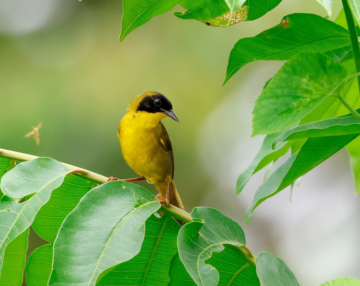 Olive-crowned Yellowthroat - ML620677550