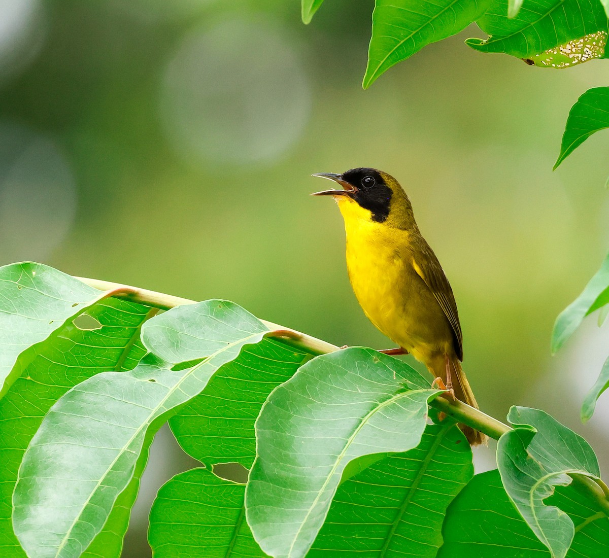 Olive-crowned Yellowthroat - ML620677551