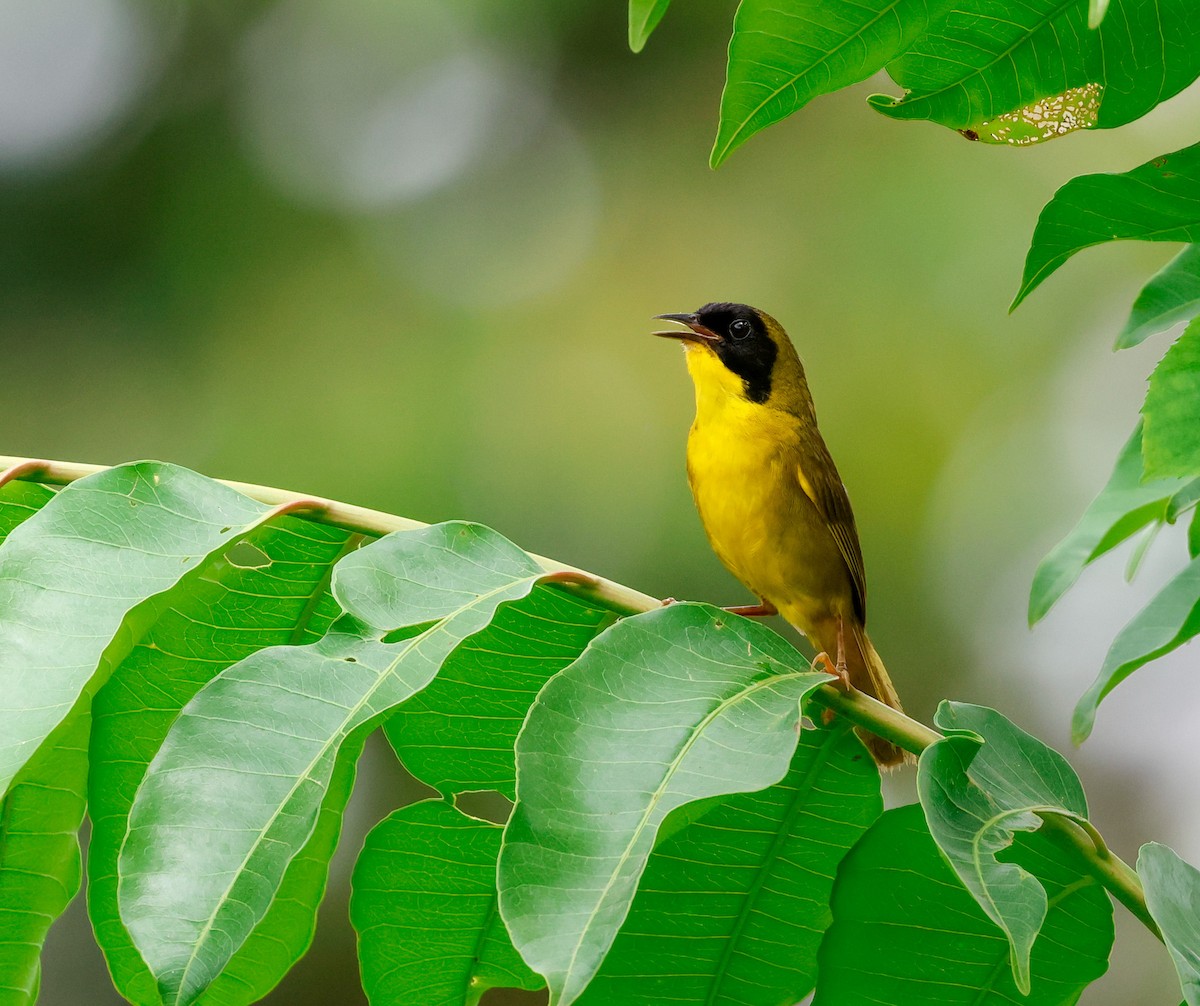 Olive-crowned Yellowthroat - ML620677552
