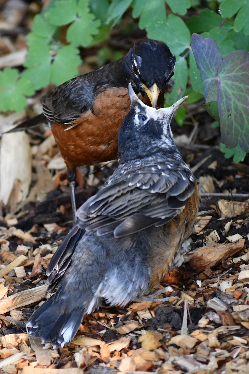 American Robin - ML620677553