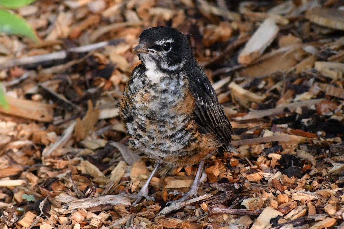 American Robin - ML620677555