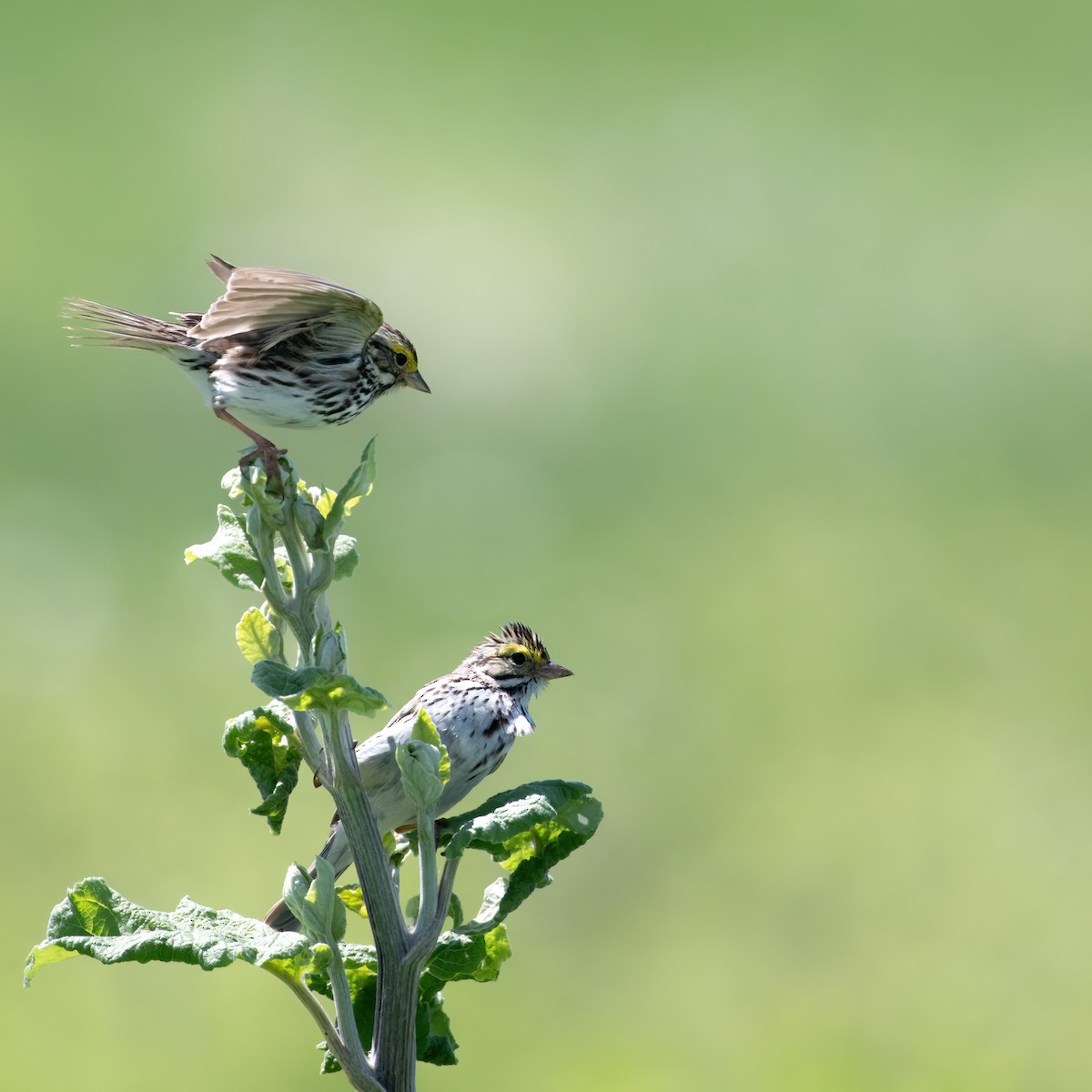 Savannah Sparrow - ML620677559