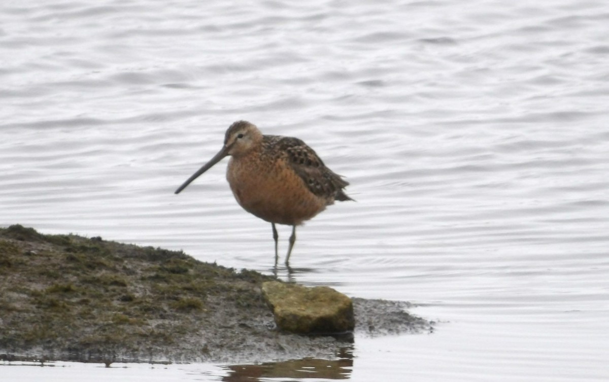 Long-billed Dowitcher - ML620677565