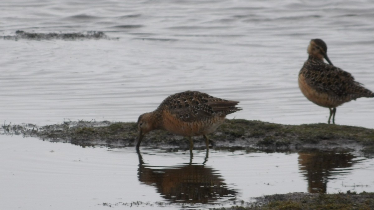 Long-billed Dowitcher - ML620677566