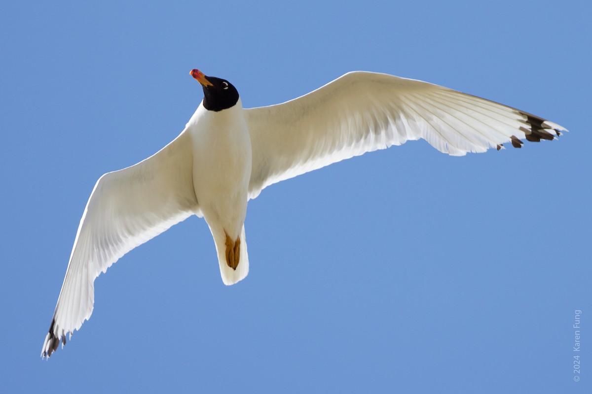 Pallas's Gull - ML620677575