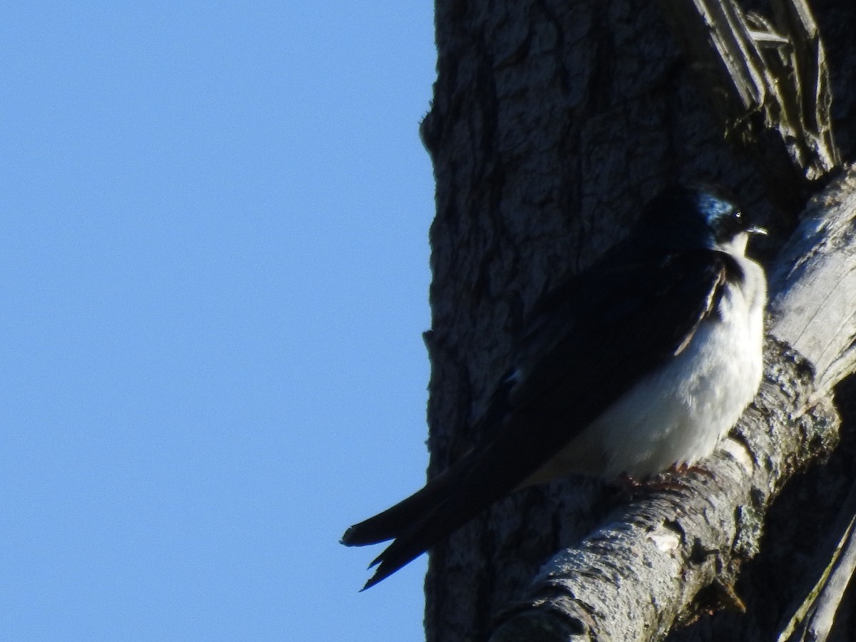 Tree Swallow - ML620677576