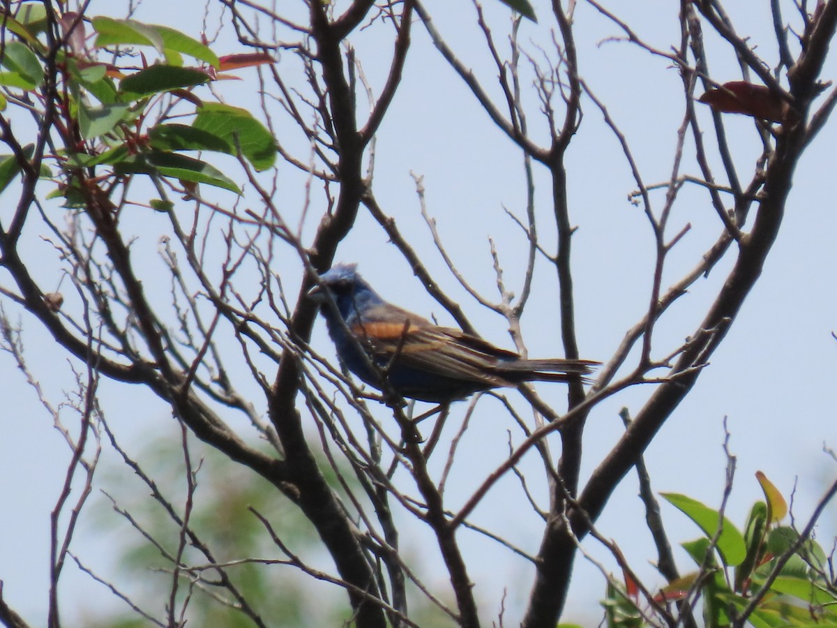 Blue Grosbeak - ML620677577