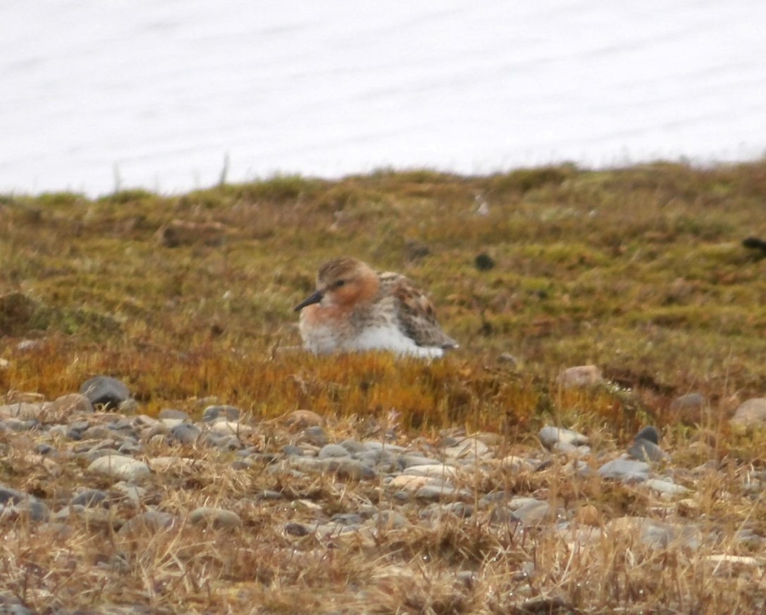 rødstrupesnipe - ML620677578