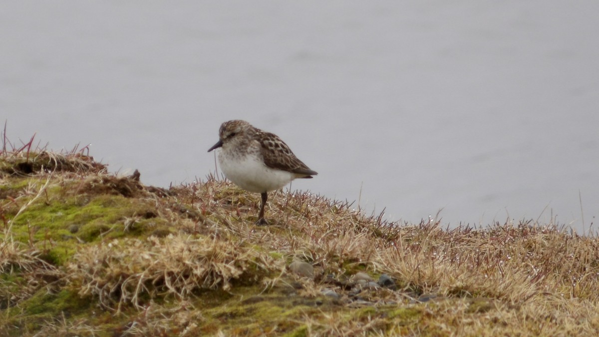 Semipalmated Sandpiper - ML620677579