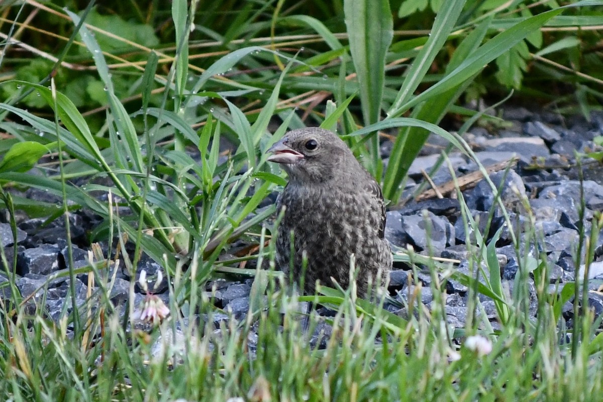 Brown-headed Cowbird - ML620677583