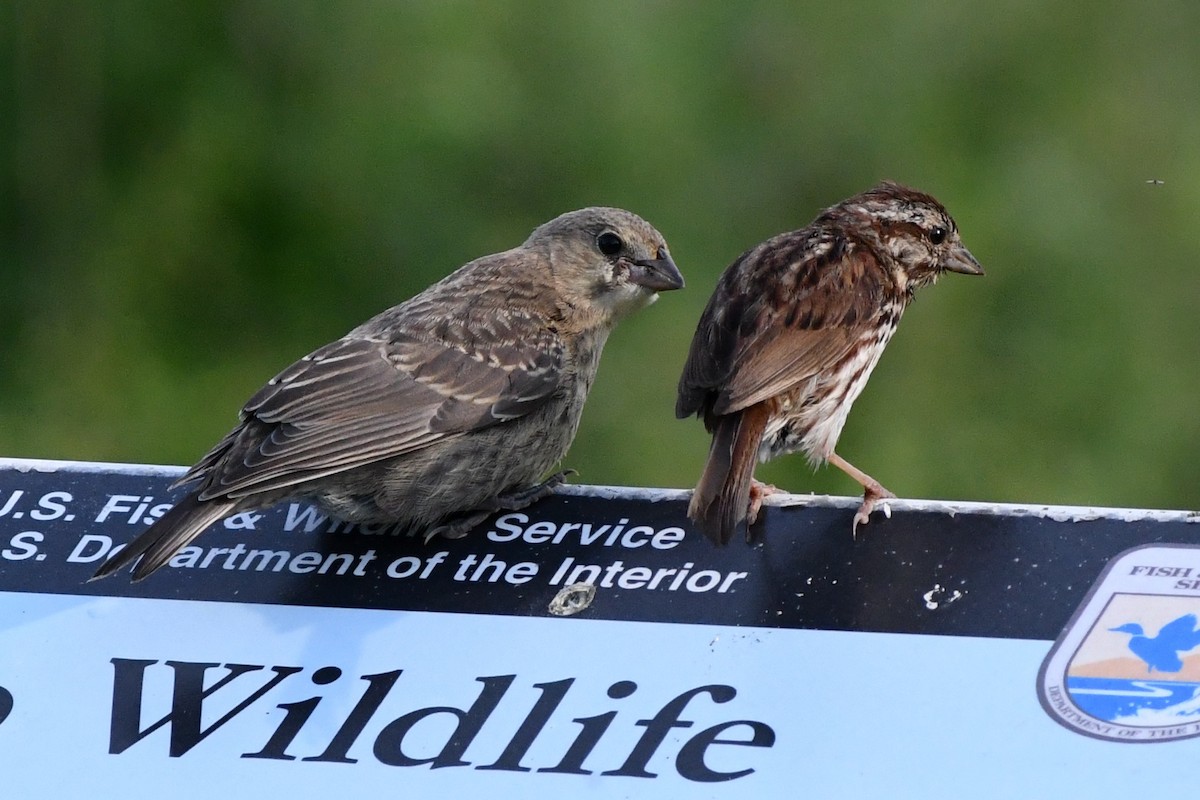 Brown-headed Cowbird - ML620677584