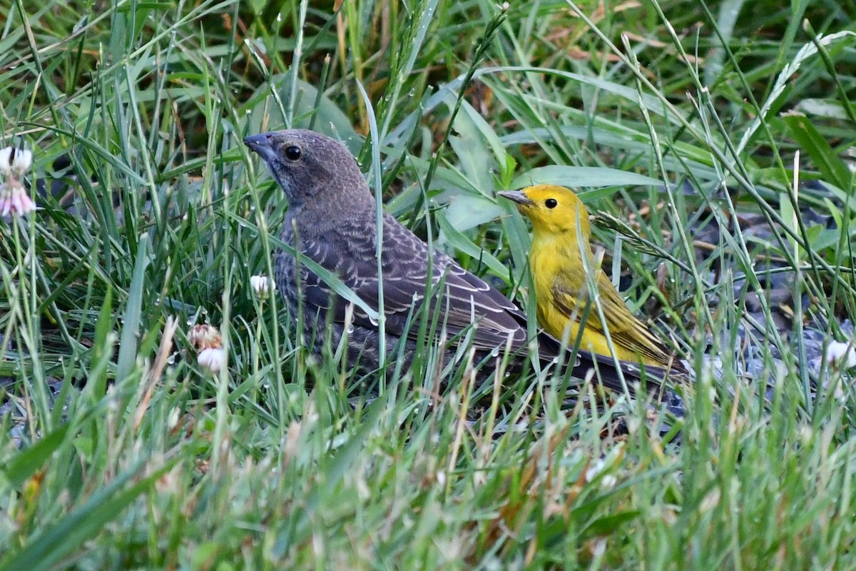 Brown-headed Cowbird - ML620677585