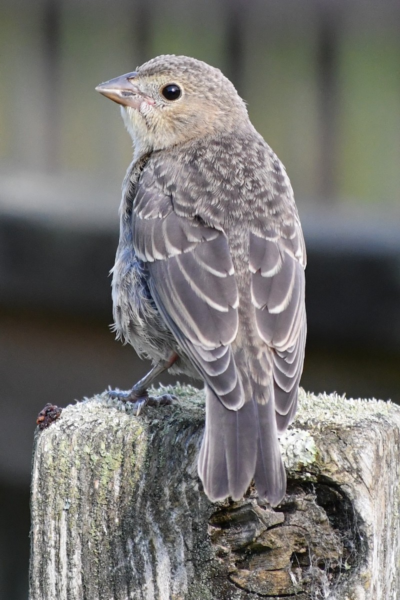 Brown-headed Cowbird - ML620677586