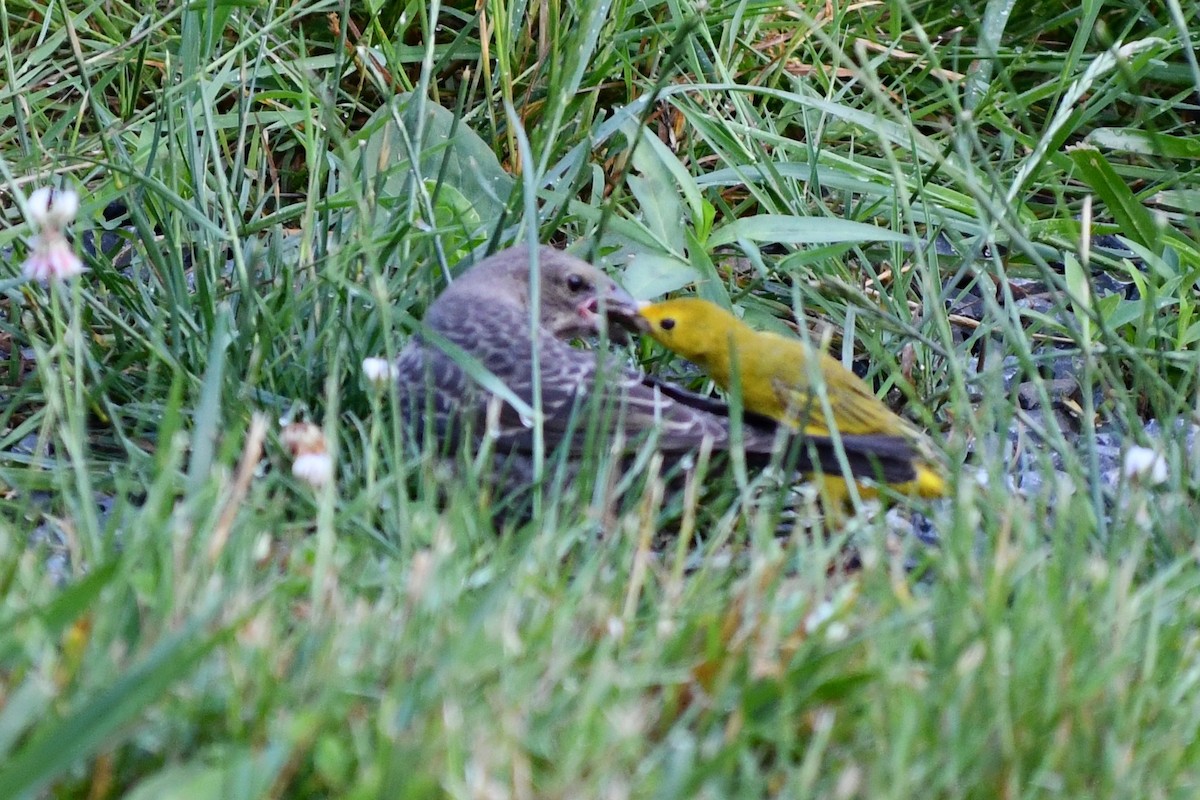 Brown-headed Cowbird - ML620677587