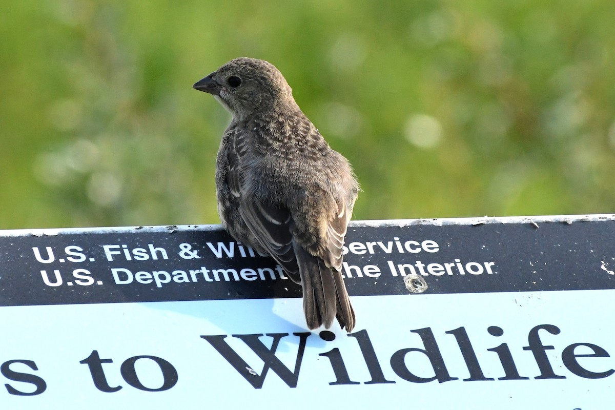 Brown-headed Cowbird - ML620677588