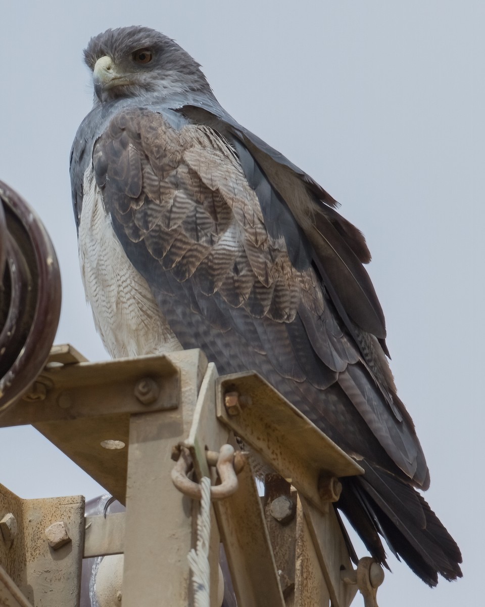 Black-chested Buzzard-Eagle - ML620677593